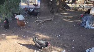 Well here's what turkey breeding in real life looks like#TurkeyChicks #PoultryFarming #ChickLife #BabyTurkeys #FarmAnimals #TurkeyFarming #CutenessOverload #AnimalVideos #FarmLife #CuteAnimals #NatureLovers #BirdWatching #RaisingTurkeys #AnimalLovers #FarmingCommunity #TurkeyLove #ChickensAndTurkeys #PetPoultry #WildlifePhotography | Lil Patch Of Heaven