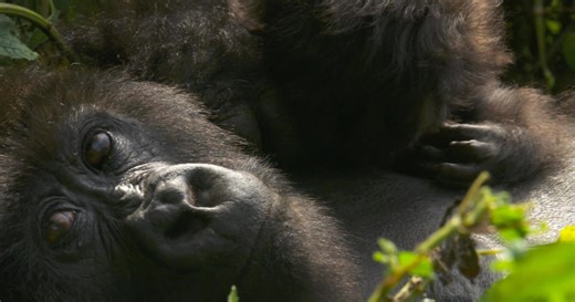 Saving Rwanda's mountain gorillas