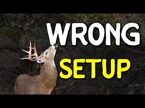 The Mistake Everyone Makes Hunting Pine Thickets