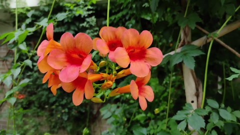 Flowering vines with names that are terms of affection