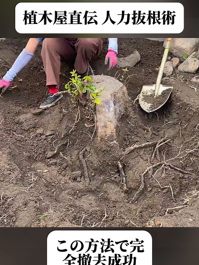 庭の切り株を人力で掘って除去｜過去最強の木を抜根｜植木屋さんの技術. (1/3) #抜根作業 #庭木 #DIY #ライフハック #園芸 #アウトドア #園芸初心者 #fyp #foryoupage❤️❤️ #trendingvideo #viral
