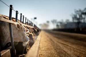 About Us | Australian Grain Fed Beef