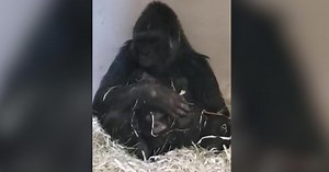 A baby gorilla is born at L.A. Zoo, the first in over 20 years