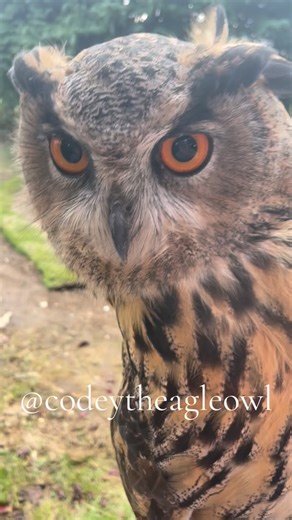 Codey on Instagram: "Mum only shares little bits of our life, but we get upto all sorts of mischief! Games, walks, cuddles, and most importantly dinners!!! Big dinners, small snacks, extra large dinners, some with feather, some with fur, all part of the variety of life #mischeif #walks #dinner #games #love"