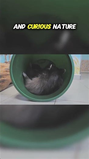 Top Ten Animals That Are Both Predator and Prey: Raccoons