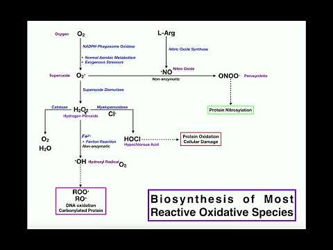 Biosynthesis of Major Reactive Oxidative Species