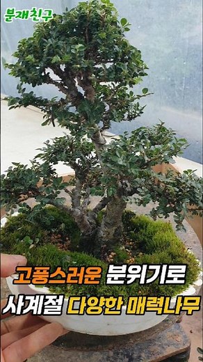 고풍스런 분위기로 사계절 다양한 매력나무 #분재 #소품분재 #분재만들기 #느릅나무 #bonsaitree