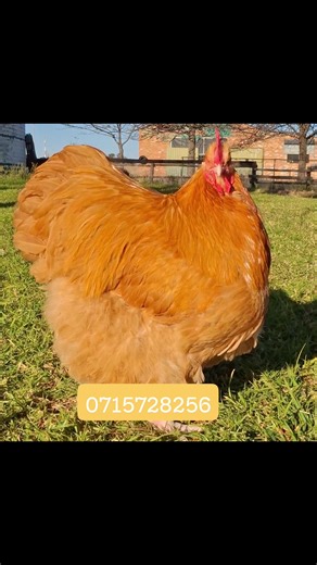 Buff oppington day old chicks now available from this parent stock .call or app 0715728256 | Fotex Poultry Genetics
