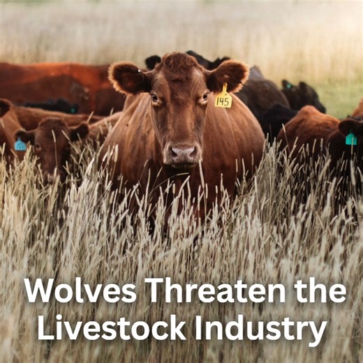 The cattle industry is a significant part of the regional economies within the Mexican wolf experimental area. Learn more at wolvesamongus.org | Wolves Among Us