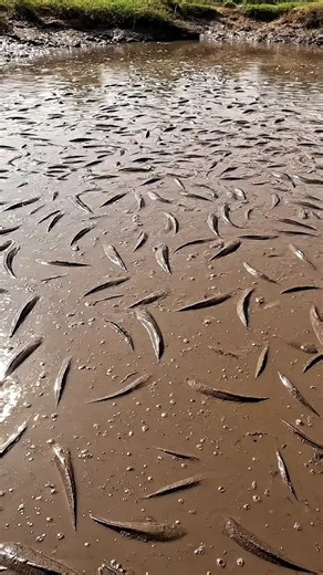 Exploring a Large Pond Full of Carp Fish