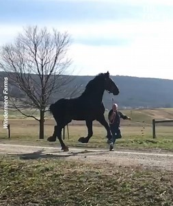 This is such a magnificent animal. Credit: @Windermere Farms - https://www.facebook.com/WindermereFarms/ | Bright