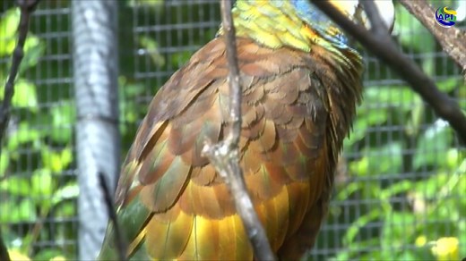 23K views · 282 reactions | The Vincy Parrot - the Amazona Guildingii- Our National Bird #API #SVG@45 | API - The Agency For Public Information : St. Vincent and the Grenadines | Facebook