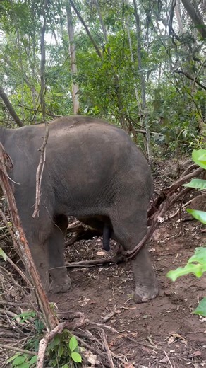 Frank and his vines played together every day and fought with each other every day, until it became a daily routine. ❤️❤️❤️ Thank you to everyone who visited and supported ethical elephant care. Every visit helps us provide a safe, happy, and natural home for our elephants #elephantssanctuary # Pattaya elephant sanctuary #Bangkok #Pattaya #Thailand #ช้าง # Elephant If you're in the Pattaya area and Bangkok area and Around the world come and visit us. Booking here⬇️ Here is all information about 