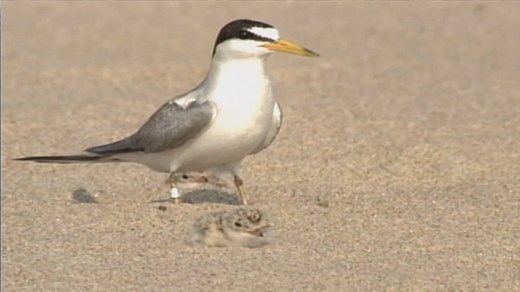 LEAST TERN -- This rare summer resident forages over water for small fish, which it captures by diving into the water. Least terns formally nested along the Missouri River, but now are found on a few sand islands along the lower Mississippi River near the Bootheel. -- Kipp@MDC | Missouri Dept. of Conservation