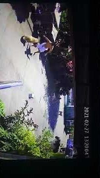 chow chow attacks a man so aggressively...