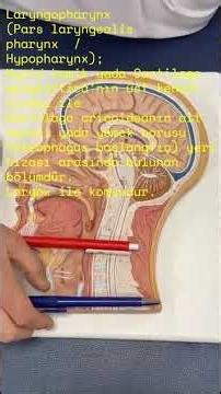 Pharynx Genel Bilgi 1
