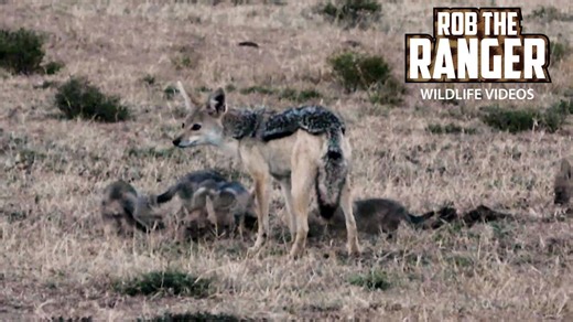 Must-See Black-Backed Jackal Den Moments Caught On Film