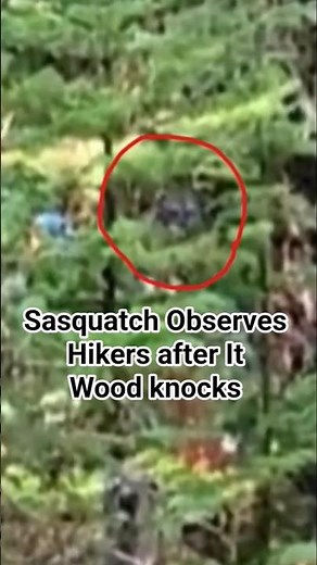 Bigfoot Wood knocks then Observes Hikers #Montana #bigfoot
