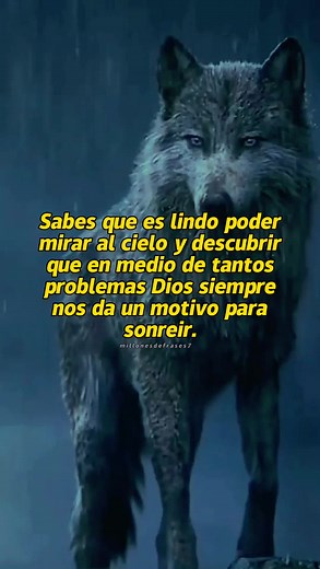 Captivating Close-Ups of Majestic Wolves