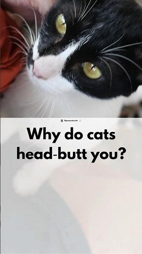 Why do cats head‑butt you? - Cat Behavior Explained 😹🧠#3