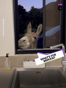 1.8K views · 17 reactions | Imagine waking up to this guy! | Common Entertainment | Facebook