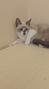 I bellissimi #LAMBRUSCO #FALANGHINA #BARBERA #PRIMITIVO ❤️ | Colonia Felina Brindisi ODV