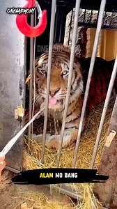 Paano pinapaliguan ng mga zookeeper ang mga tigre #facts #reels | Factopedia PH