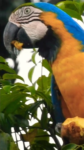 A arara-canindé Ara ararauna