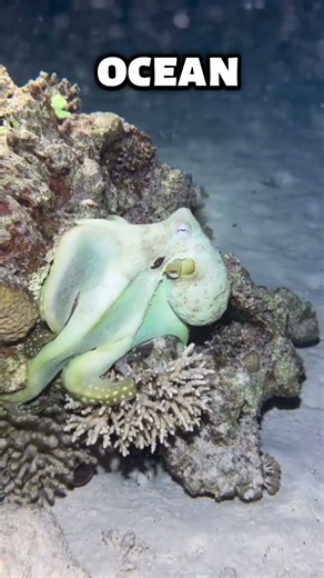 This Animal Can Change Its Entire Appearance in Seconds! 😱