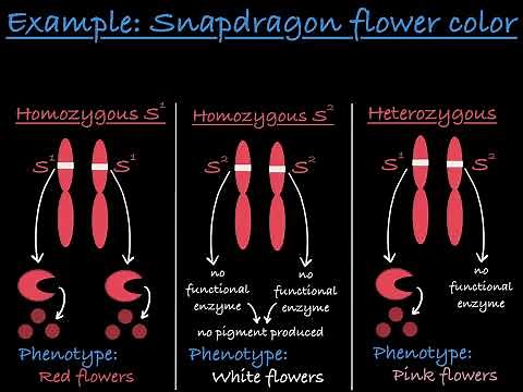 Incomplete dominance Explained