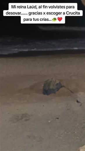 Tortugas Laúd en Crucita: Un Voluntariado Con Amor