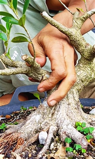 3.2K views · 1.2K reactions | V-bend technique #ficusmicrocarpa #fblifestyle | Karimun Java | Facebook