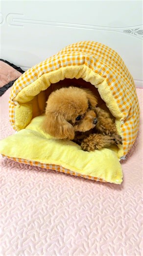 Paw love 🐾 | 🐛🐶 No More Stealing Your Blanket! With this adorable caterpillar sleeping bag bed, your pup won’t need to sneak under your covers anymore... | Instagram