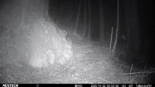 55K views · 35 reactions | : North Island brown kiwi caught on trail camera | Save the Kiwi NZ | Department of Conservation | Facebook