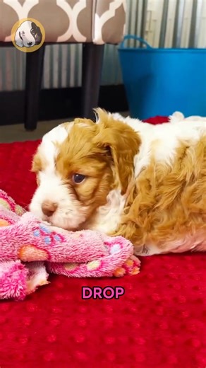 Say hello to Phoebe, the F1b Cavapoo girl with soft curls, warm eyes,...