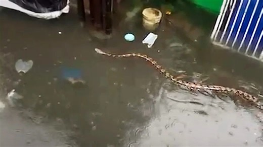 Riesiges Reptil im Hochwasser: Python schockt Einwohner nach heftigen Regenfällen