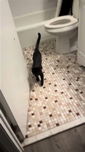 Cat using toilet #2