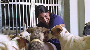Delhi’s stray dog dilemma: rabies, reform, and coexistence | Haystack News