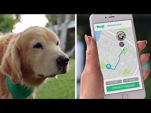 Why Do Dogs Hit You With Their Tail - Wag!