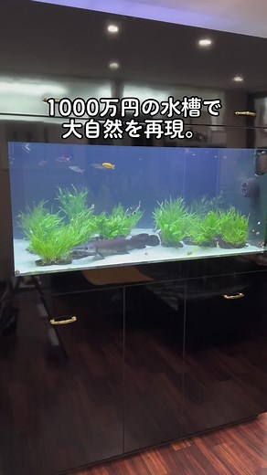 まだ3割くらいの完成度🥹これからレイアウトを作成したり、生態系バランスを考えながら生体を追加していきます🐟🌱 110万回再生された、1000万円水槽の設置時の動画はこちら→@TikTok水族館🐠🏝🐠 #水槽 #インテリア #インテリア好きと繋がりたい #大型水槽 #アロワナ #アリゲーターガー #トロピカルジャイアントガー #アジアアロワナ