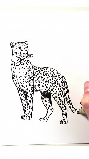 How to Draw a Cheetah: Easy Step-by-Step Guide