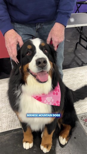 Discovering the Bernese Mountain Dog at AKC Meet the Breeds