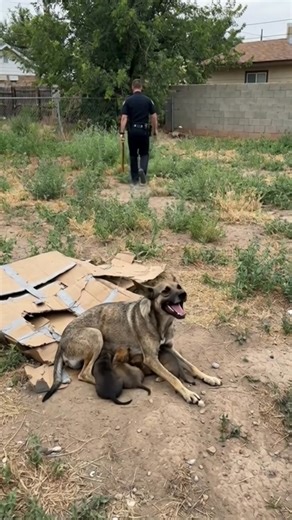 What Looked Like Cruelty Turned Into an Act of Kindness At first glance, it looks like something terrible. A police officer appears to be destroying a fragile cardboard shelter where a mother dog and her puppies are living. The scene feels cruel, and hearts sink. But moments later, the truth is revealed. The officer returns carrying a beautiful, well-built wooden doghouse strong, warm, and safe for the dog family. The old cardboard shelter was removed only to make space for something better. Wha