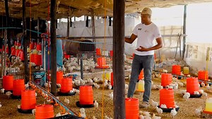 How to Manage 10,000 Broilers in Zim. The Disappointments Risks & Profits. The Story of Poultry Plug Full story on https://youtu.be/CNBBwfzToOI | Citizens Voice Network
