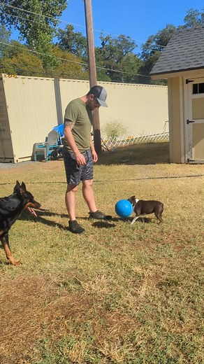 5 comments | Not every dog has been a fan of the new soccer balls we...