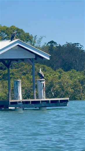 We’re so lucky to share our days with the incredible wildlife around Raby Bay, just one of the many reasons to love our beautiful Moreton Bay! 🦅 Visit Moreton Bay Bay Island Water Sports Redlands Coast Visit Brisbane #Eagles #WhiteBelliedSeaEagle | Bay Island Water Sports
