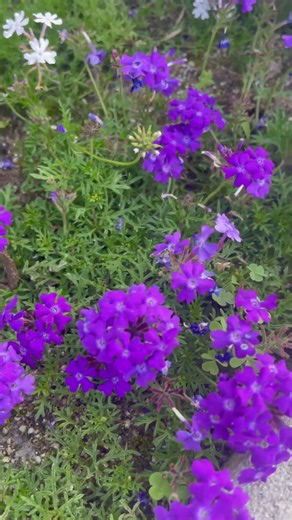 タピアンを花壇に植えて10週間経過