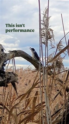 Weekend Birder on Instagram: "This Grey Butcherbird isn’t singing to put on a show. When birds sing like this, it’s often part of an ongoing exchange - checking in, coordinating, holding a relationship in place. It’s easy to hear it as “just a nice song”. There’s a lot more going on than that. Episode 133 digs into what birds are really doing when they sing."