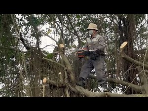 CUTTING TREES to relieve stress and DANGER of storm