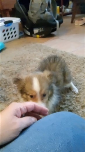 Shetland Sheepdog - Sheltie puppy for sale
